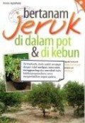 Bertanam Jeruk di Dalam Pot dan di Kebun