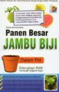 Panen Besar Jambu Biji dalam Pot